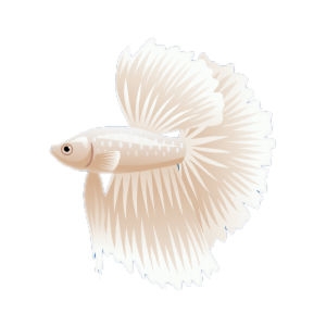 Albino Halfmoon Betta